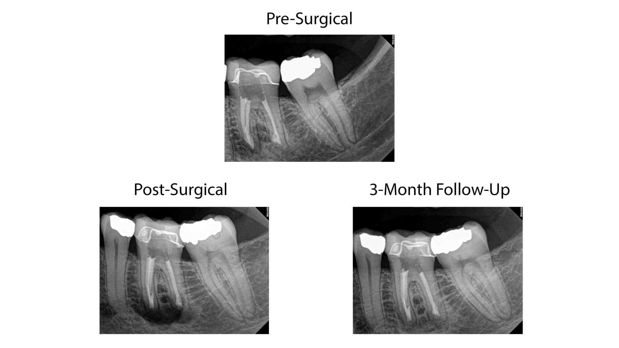 Miniresidency program Jan 2023 through Jan 2024 Root Camp